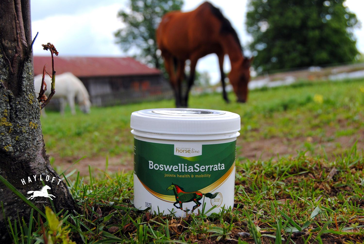 boswellia horseline