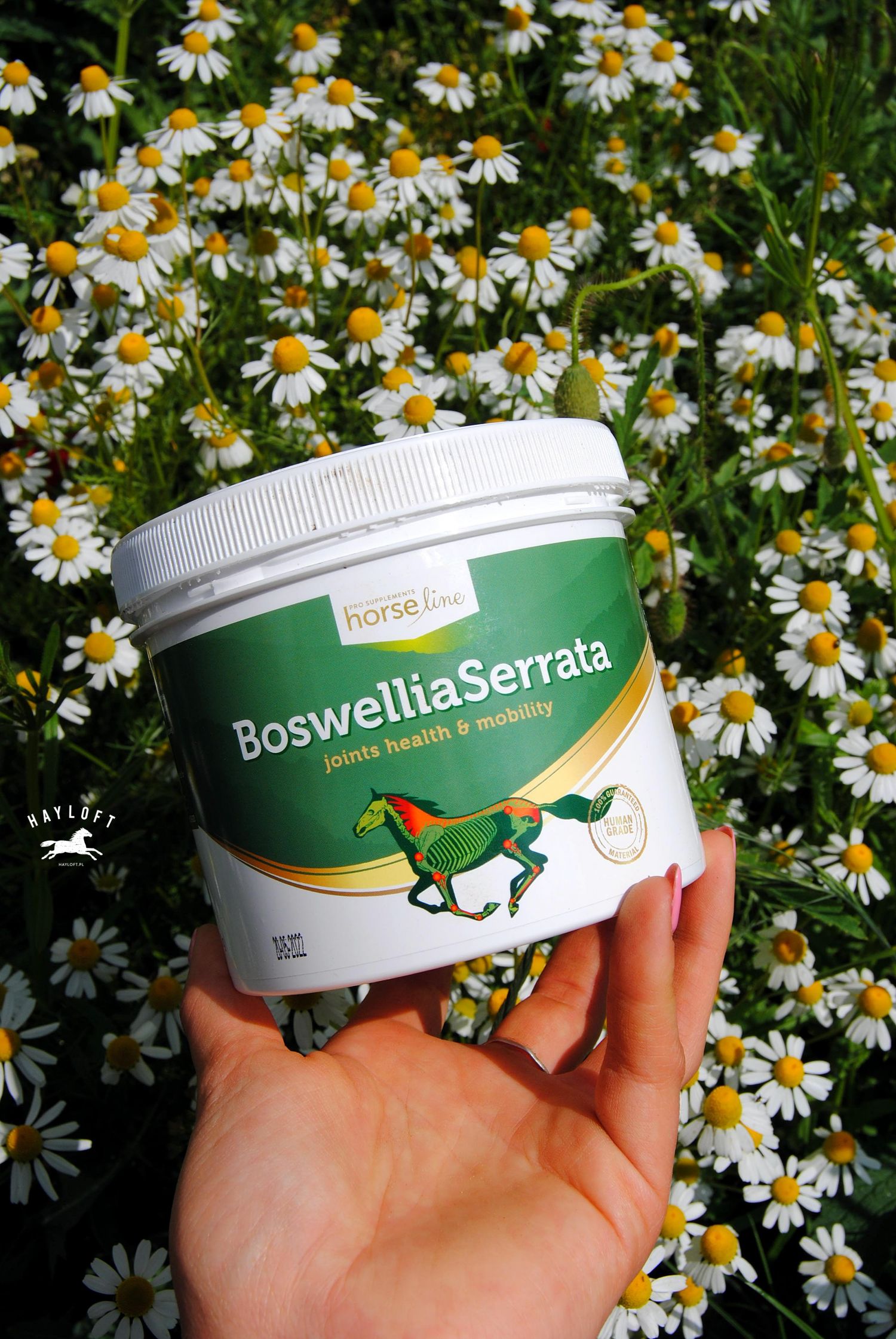 boswellia horseline