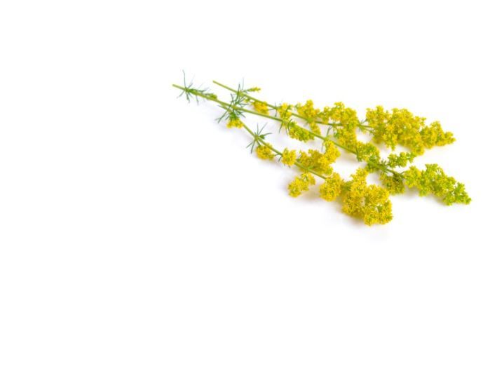 equiherbs-przytulia